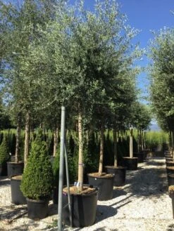 Olijfboom (Olea Europaea ) -Tuinplanten Winkel olea europea 25 30