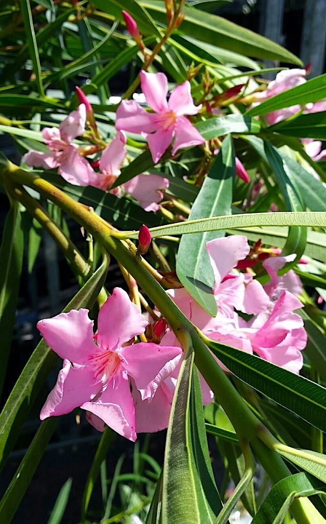 Roze Oleander (Nerium Oleander) 3 Roze Oleander (Nerium Oleander)