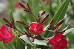 Rode Oleander (Nerium Oleander) -Tuinplanten Winkel oleander 1