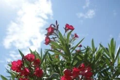 Rode Oleander (Nerium Oleander) -Tuinplanten Winkel oleander 1 1