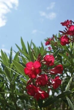 Rode Oleander (Nerium Oleander) -Tuinplanten Winkel oleander 4 1