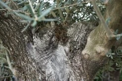 Grote Olijfboom Als Solitair 100/125cm (Olea Europaea) 14 Grote Olijfboom Als Solitair 100/125cm (Olea Europaea) -Tuinplanten Winkel olijf oud stam olea lm01 1