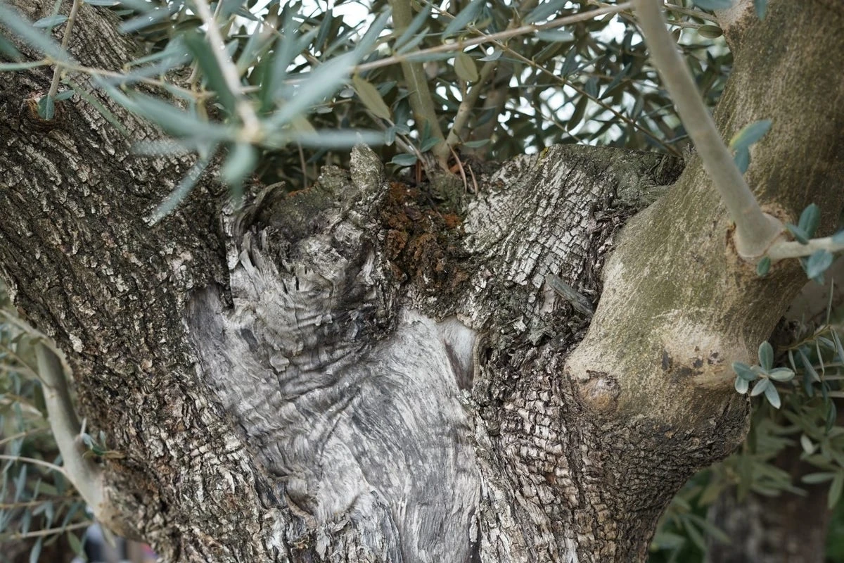 Grote Olijfboom Als Solitair 100/125cm (Olea Europaea) 8 Grote Olijfboom Als Solitair 100/125cm (Olea Europaea) - Afbeelding 6