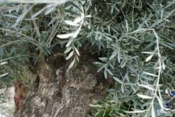 Grote Olijfboom Als Solitair 100/125cm (Olea Europaea) 15 Grote Olijfboom Als Solitair 100/125cm (Olea Europaea) -Tuinplanten Winkel olijf oud stam olea lm02 1