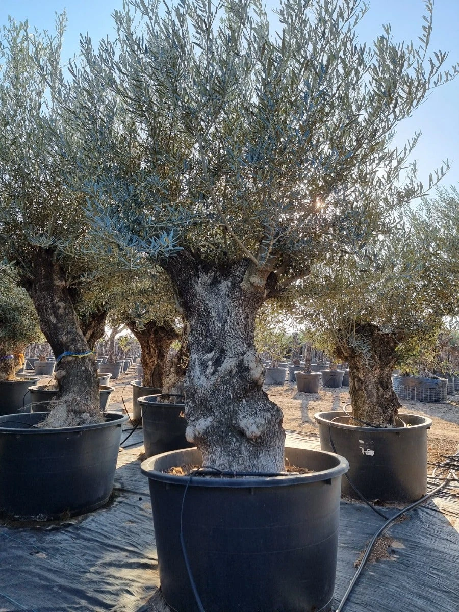 Grote Olijfboom Als Solitair 100/125cm (Olea Europaea) 5 Grote Olijfboom Als Solitair 100/125cm (Olea Europaea) - Afbeelding 3