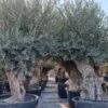 Grote Olijfboom Als Solitair 100/125cm (Olea Europaea) -Tuinplanten Winkel olijf oude stam 100 120 cm