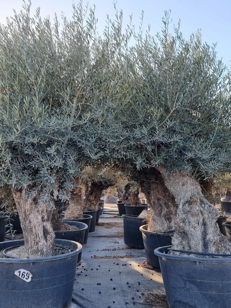 Grote Olijfboom Als Solitair 100/125cm (Olea Europaea) 3 Grote Olijfboom Als Solitair 100/125cm (Olea Europaea)