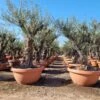 Olijfboom Oude Stam 50/60cm (Olea Europaea) Schaal -Tuinplanten Winkel olijf oude stam schaal 1