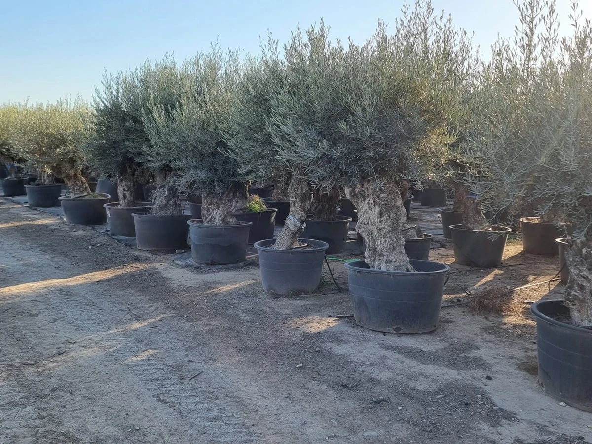 Grote Olijfboom Als Solitair 100/125cm (Olea Europaea) 4 Grote Olijfboom Als Solitair 100/125cm (Olea Europaea) - Afbeelding 2