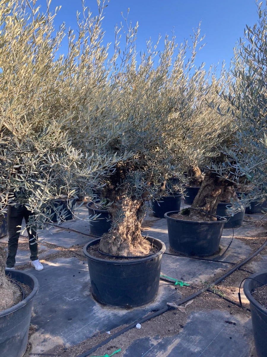 Grote Olijfboom Als Solitair 100/125cm (Olea Europaea) 6 Grote Olijfboom Als Solitair 100/125cm (Olea Europaea) - Afbeelding 4