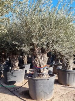 Grote Olijfboom Als Solitair 100/125cm (Olea Europaea) 13 Grote Olijfboom Als Solitair 100/125cm (Olea Europaea) -Tuinplanten Winkel olijf stam 100 120cm