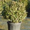 Olijfwilg Als Bol (Elaeagnus Ebbingei 'Compacta') -Tuinplanten Winkel olijfwilg bollen 6070cm 1
