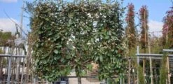 Olijfwilg Halfstam Als Leiboom (Elaeagnus Ebbingei) -Tuinplanten Winkel olijfwilg scherm