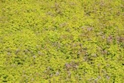 Marjolein (Origanum Vulgare 'Thumble's Variety') -Tuinplanten Winkel origanum vulg. thumbles variety 2