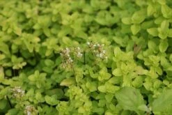 Marjolein (Origanum Vulgare 'Thumble's Variety') -Tuinplanten Winkel origanum vulgare thumbles variety 1