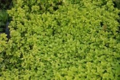 Marjolein (Origanum Vulgare 'Thumble's Variety') -Tuinplanten Winkel origanum vulgare thumbles variety 2