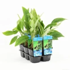 Goudkolf (Orontium Aquaticum) -Tuinplanten Winkel orontium aquaticum t e 11240 p9