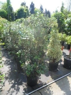 Schijnhulst (Osmanthus Heterophyllus) -Tuinplanten Winkel osmanthus heterophyllus 125 150 175 c25