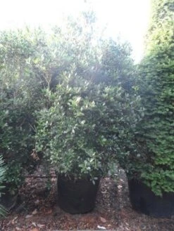 Schijnhulst (Osmanthus Heterophyllus) -Tuinplanten Winkel osmanthus heterophyllus 175 200 c160 extra