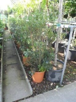 Schijnhulst (Osmanthus Heterophyllus) -Tuinplanten Winkel osmanthus heterophyllus c10