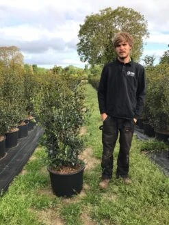 Schijnhulst (Osmanthus Heterophyllus) -Tuinplanten Winkel osmanthus heterophyllus h100120cm