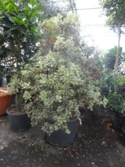 Schijnhulst (Osmanthus Heterophyllus 'Variegatus') -Tuinplanten Winkel osmanthus heterophyllus variegatus 150 175 c130 solitair
