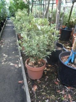 Schijnhulst (Osmanthus Heterophyllus 'Variegatus') -Tuinplanten Winkel osmanthus heterophyllus variegatus c10