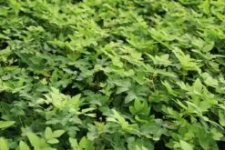 Koningsvaren (Osmunda Regalis)