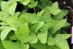 Koningsvaren (Osmunda Regalis) -Tuinplanten Winkel osmunda regalis 3