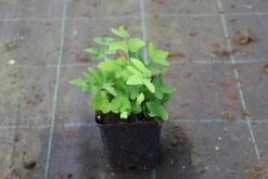 Koningsvaren (Osmunda Regalis) -Tuinplanten Winkel osmunda regalis 5