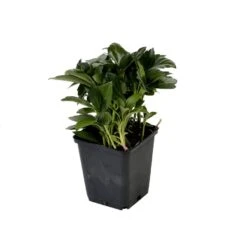 Pachysandra (Pachysandra Terminalis 'Green Carpet') -Tuinplanten Winkel pachysandra term. green carpet