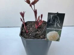 Pioenroos (Paeonia Lactiflora 'Shirley Temple') -Tuinplanten Winkel paenia shirley temple v5