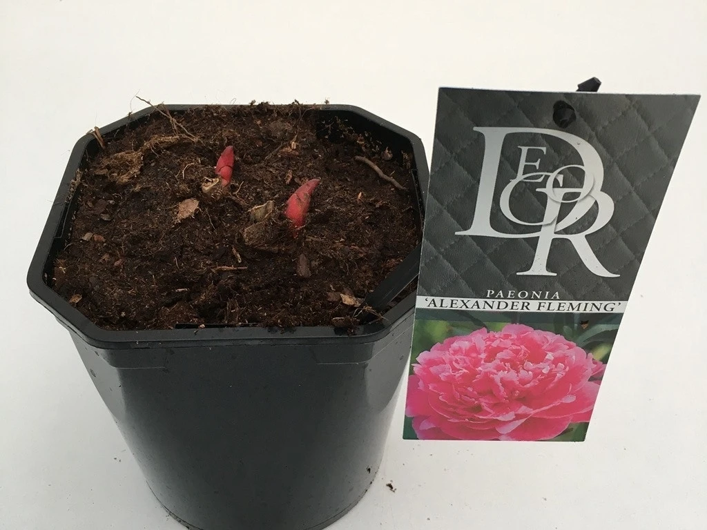 Pioenroos (Paeonia Dr. 'Alexander Fleming') 6 Pioenroos (Paeonia Dr. 'Alexander Fleming') - Afbeelding 4
