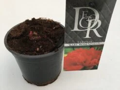 Pioenroos (Paeonia 'Karl Rosenfield') -Tuinplanten Winkel paeonia karl rosenfield p12