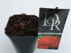 Pioenroos (Paeonia 'Karl Rosenfield') -Tuinplanten Winkel paeonia karl rosenfield v1