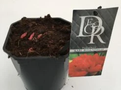 Pioenroos (Paeonia 'Karl Rosenfield') -Tuinplanten Winkel paeonia karl rosenfield v2
