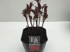 Pioenroos (Paeonia 'Karl Rosenfield') -Tuinplanten Winkel paeonia karl rosenfield v5