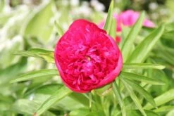 Pioenroos (Paeonia 'Karl Rosenfield') -Tuinplanten Winkel paeonia karl rosenfield