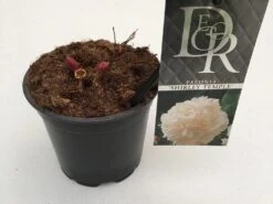 Pioenroos (Paeonia Lactiflora 'Shirley Temple') -Tuinplanten Winkel paeonia shirley temple p12