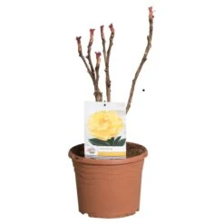 Gele Boompioen (Paeonia Suffruticosa) 8 Gele Boompioen (Paeonia Suffruticosa) -Tuinplanten Winkel paeonia suff. geel c5 2