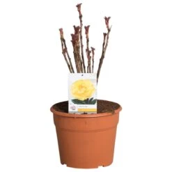 Gele Boompioen (Paeonia Suffruticosa) 9 Gele Boompioen (Paeonia Suffruticosa) -Tuinplanten Winkel paeonia suffruticosa geel c12 2