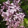 Dwerg Sering (Syringa Meyeri 'Palibin') -Tuinplanten Winkel palibin