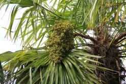 Winterharde Palm (Trachycarpus Fortunei) -Tuinplanten Winkel palm
