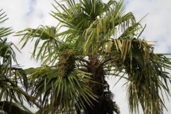 Winterharde Palm (Trachycarpus Fortunei) -Tuinplanten Winkel palm 3