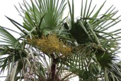 Winterharde Palm (Trachycarpus Fortunei) -Tuinplanten Winkel palm 5