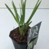 Vingergras (Panicum Virgatum 'Northwind') -Tuinplanten Winkel panicum northwind v2