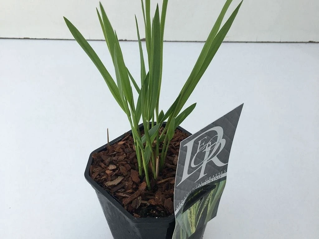 Vingergras (Panicum Virgatum 'Northwind') 3 Vingergras (Panicum Virgatum 'Northwind')