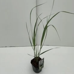 Vingergras (Panicum Virgatum 'Northwind') 7 Vingergras (Panicum Virgatum 'Northwind') -Tuinplanten Winkel panicum northwind v2