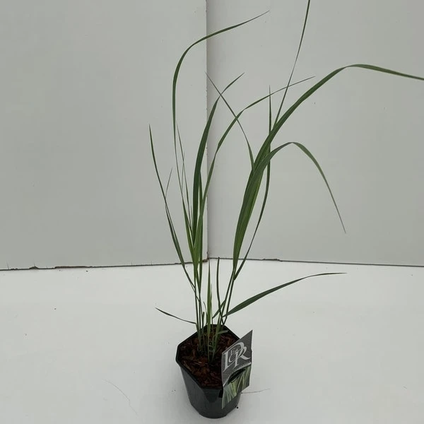 Vingergras (Panicum Virgatum 'Northwind') 5 Vingergras (Panicum Virgatum 'Northwind') - Afbeelding 3