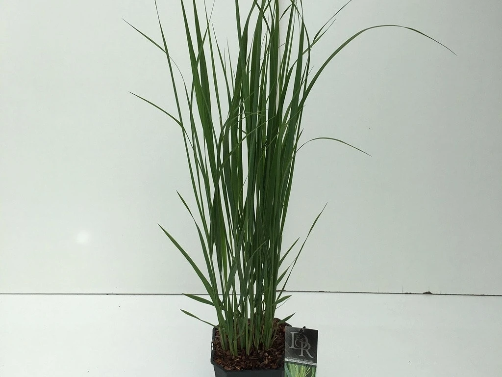 Vingergras (Panicum Virgatum 'Northwind') 4 Vingergras (Panicum Virgatum 'Northwind') - Afbeelding 2
